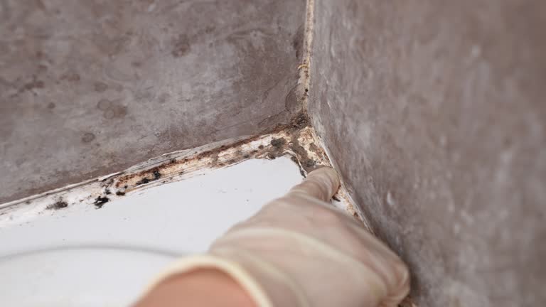 Best Mold Documentation for Insurance Claims  in Nice, CA
